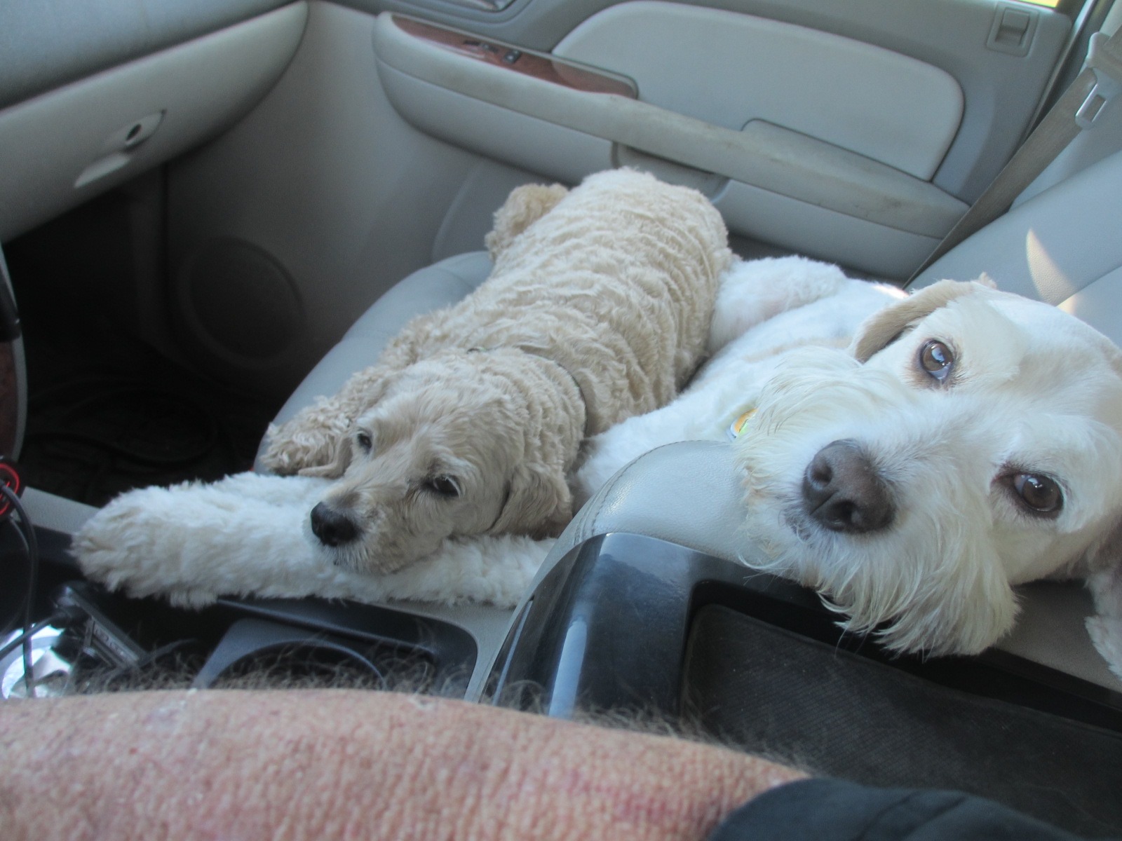 Spotlight Kennels Lancaster