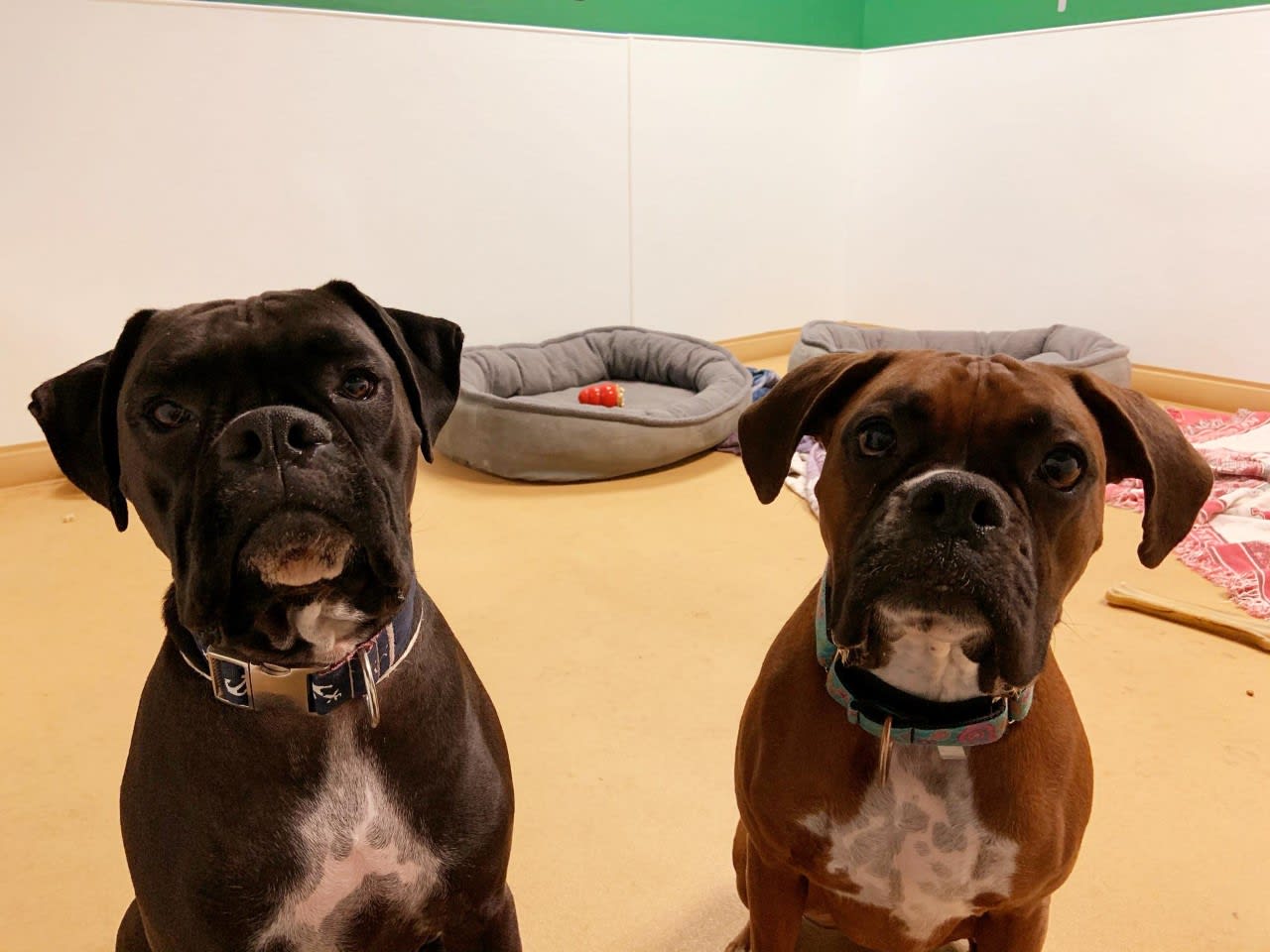 VCA Wellington Animal Hospital 3921 Miller Rd, Newtown Square