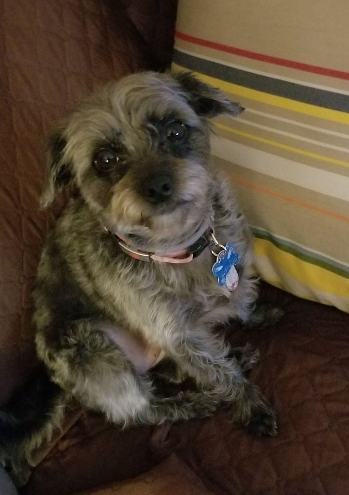 Adorable Pets By Sandy Reading