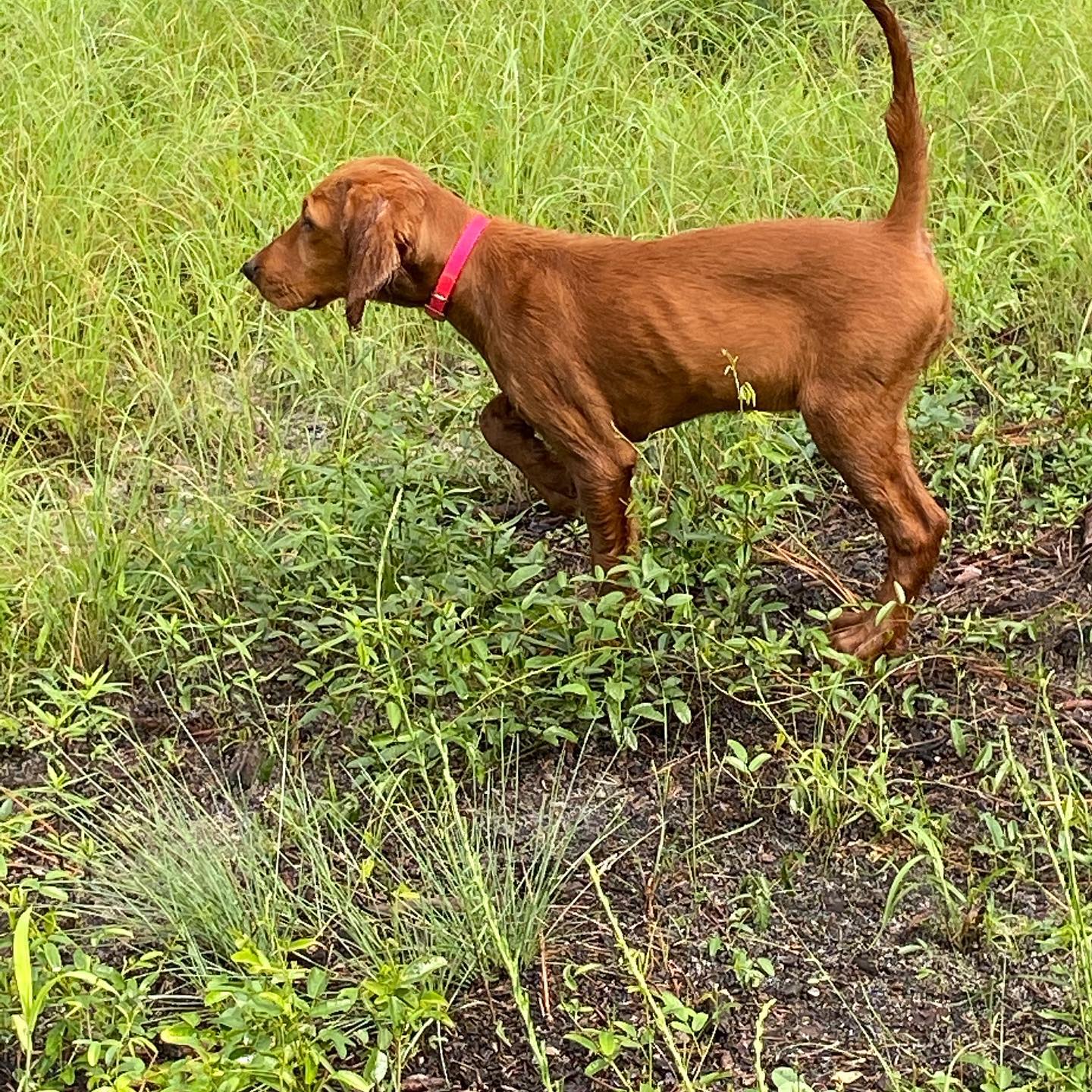 Sarahsetter Kennels Aiken