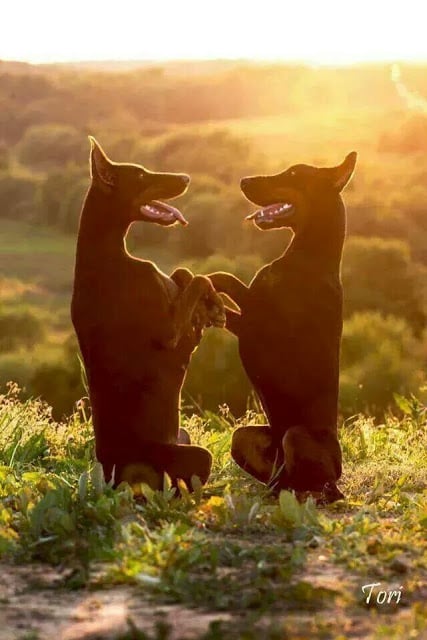 Styles For Miles Pet Spa LLC