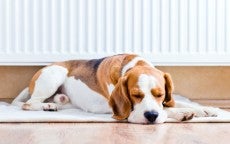 Southern Hills Animal Clinic 12478 US-16A, Custer