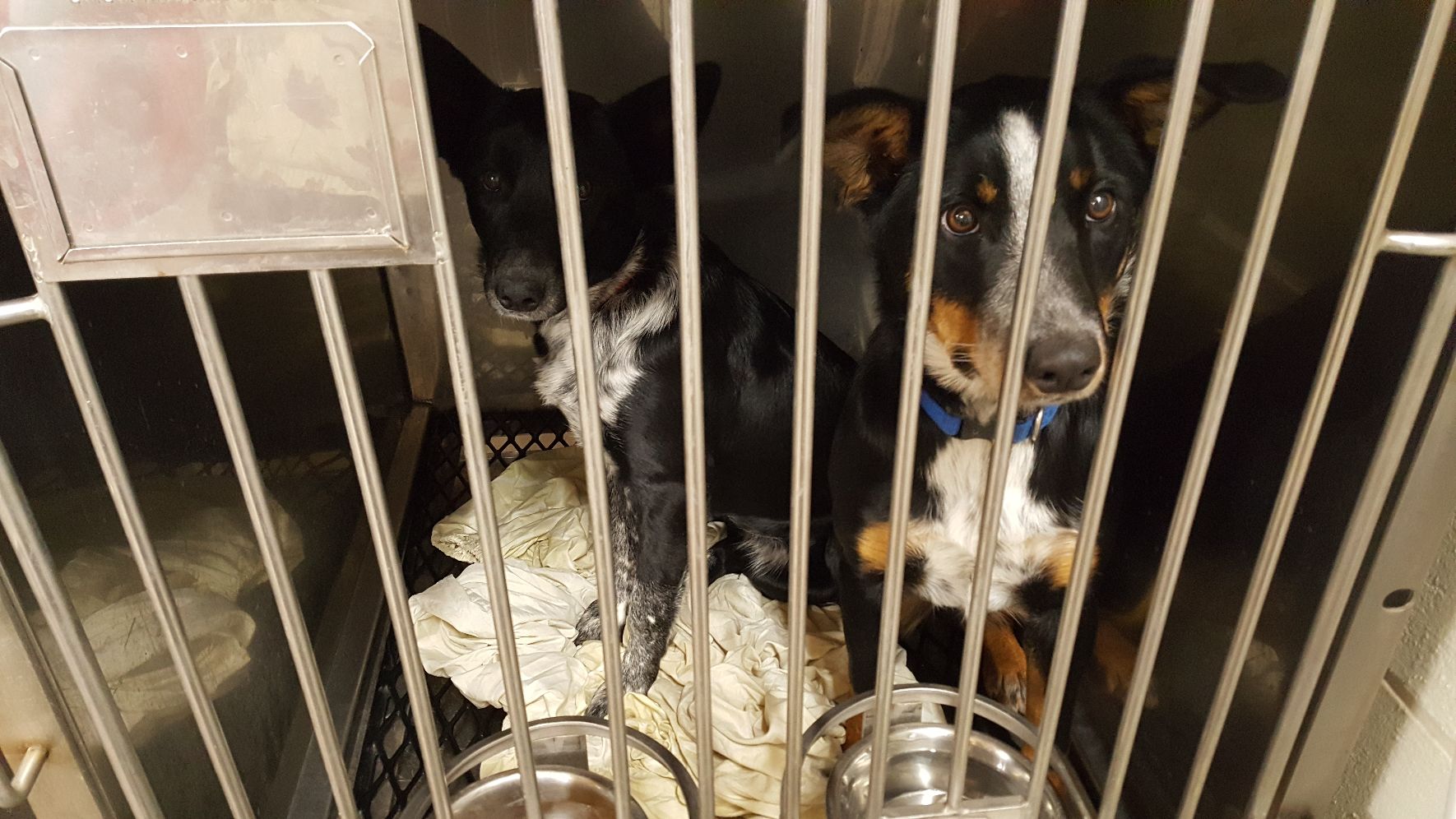 Barnyard Veterinary Services & Supply Hot Springs