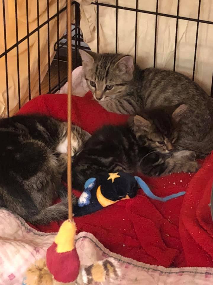 DIXIE DAY SPAY Cleveland TN Hours, Directions, Reviews Loc8NearMe
