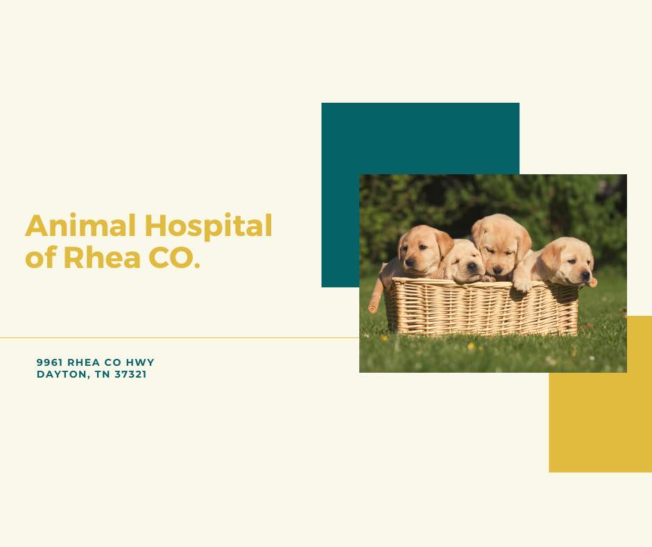 Animal Hospital: Myers Cynthia DVM 9961 Rhea County Hwy, Dayton Tennessee 37321