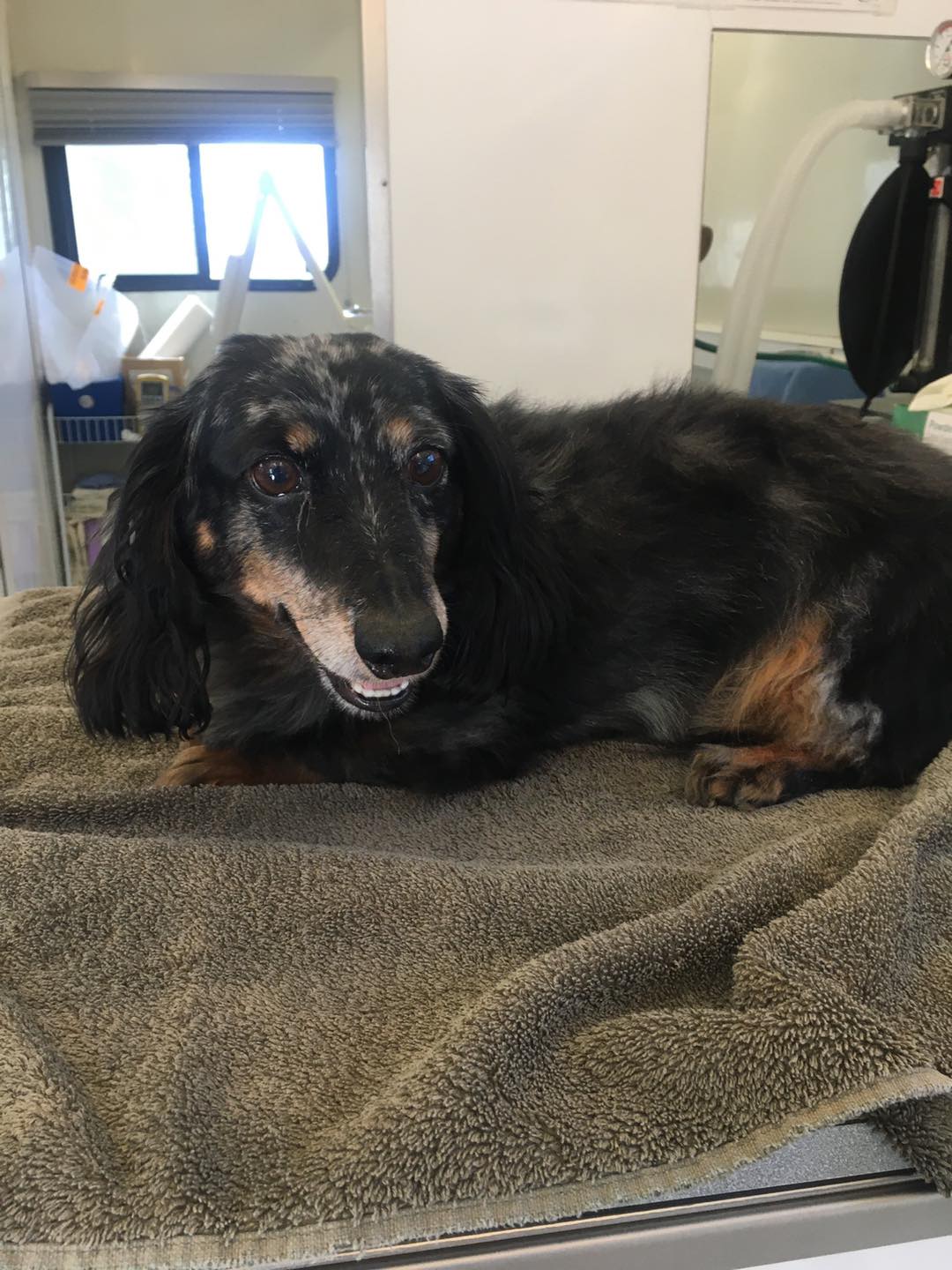 Five Rivers Mobile Veterinary Morristown