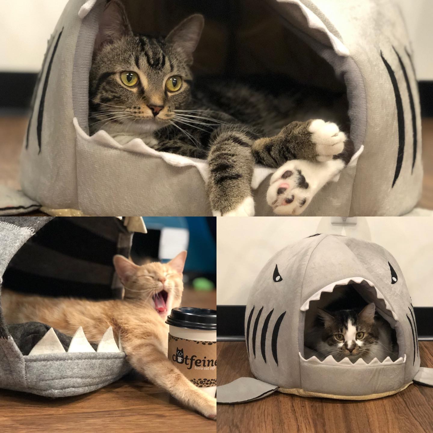 Catfeine Cat Cafe 1602 W Northfield Blvd #500, Murfreesboro