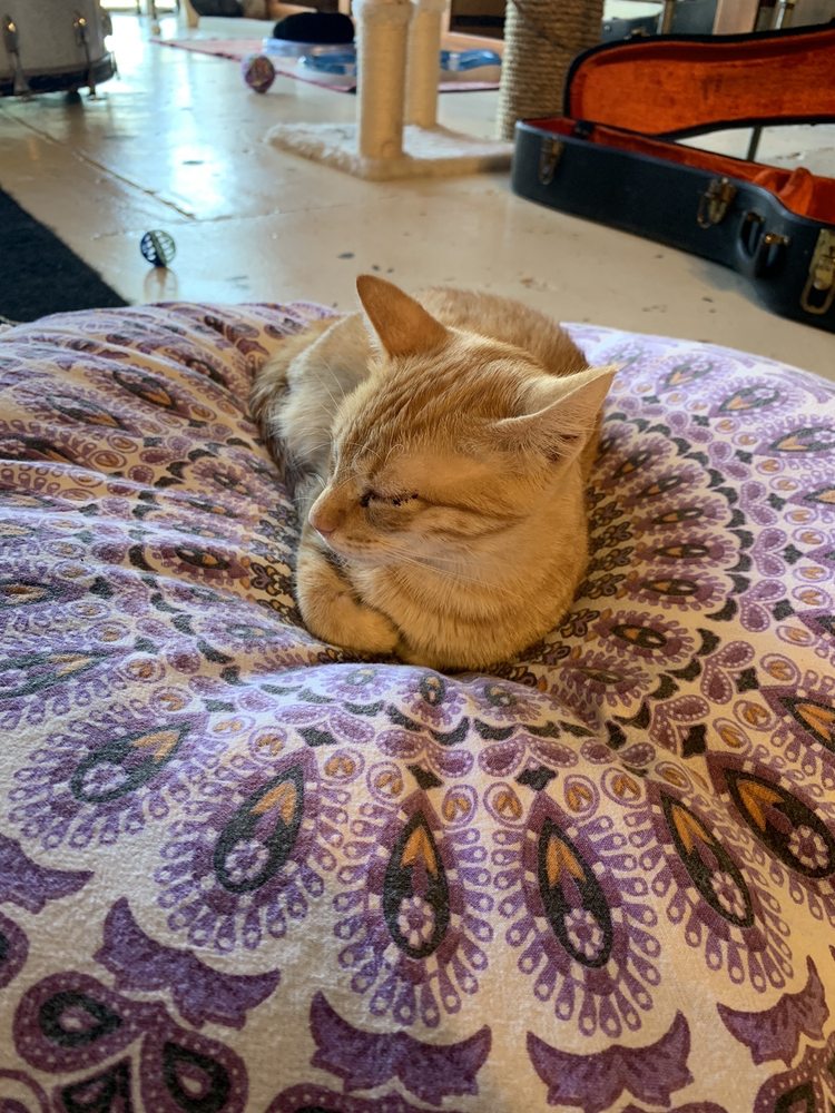 Mewsic Kitty Cafe 2519 Nolensville Pike, Nashville