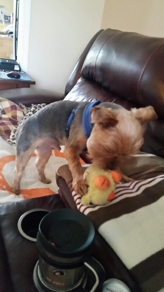 Boo Boo & Max's Grooming Salon Seymour