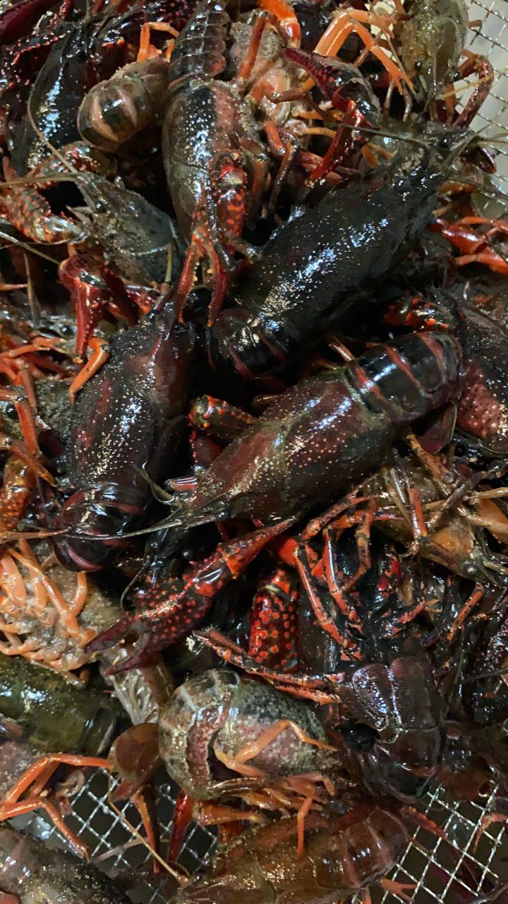 Friday's Seafood And More LLC 1308 New Dallas Hwy, Waco