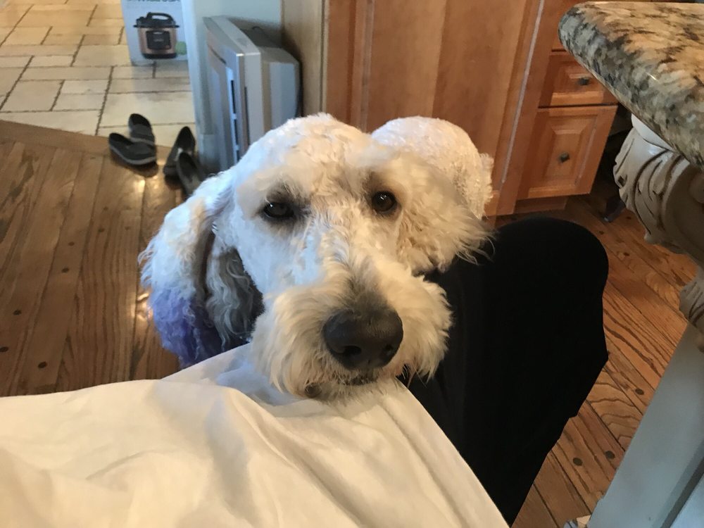 VIP PET GROOMING 14590 2400 W, Bluffdale