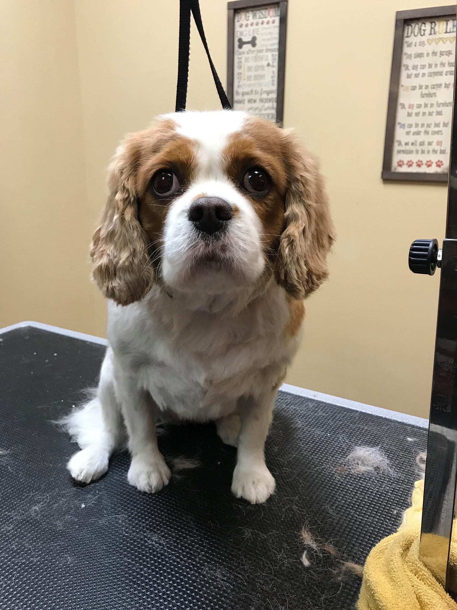 Healthy Pets Mountain West 2352 Fort Union Blvd, Cottonwood Heights