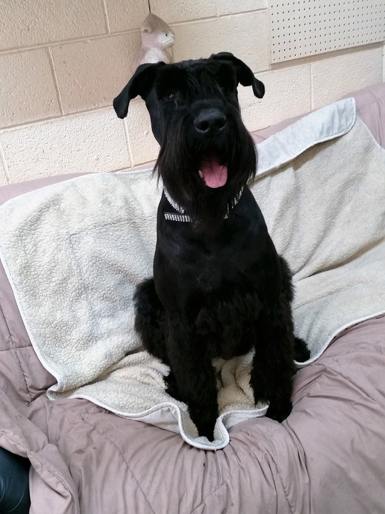 Classy Clips Pet Salon 4421 S 2950 E, Holladay
