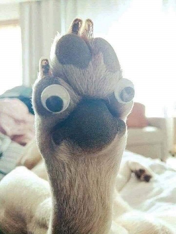 Forest Lakes Veterinary Clinic Charlottesville