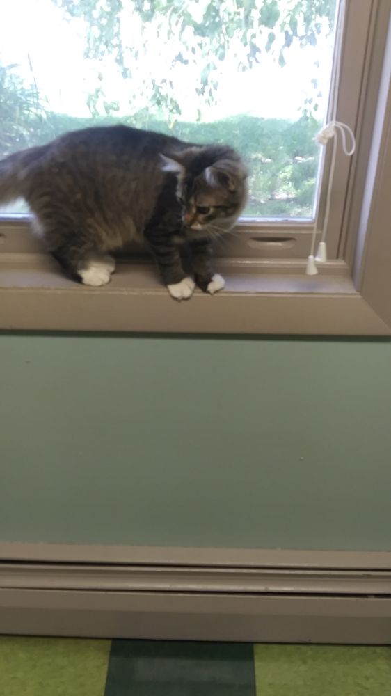 Bradford Veterinary Clinic: Dyer Susan DVM Bradford