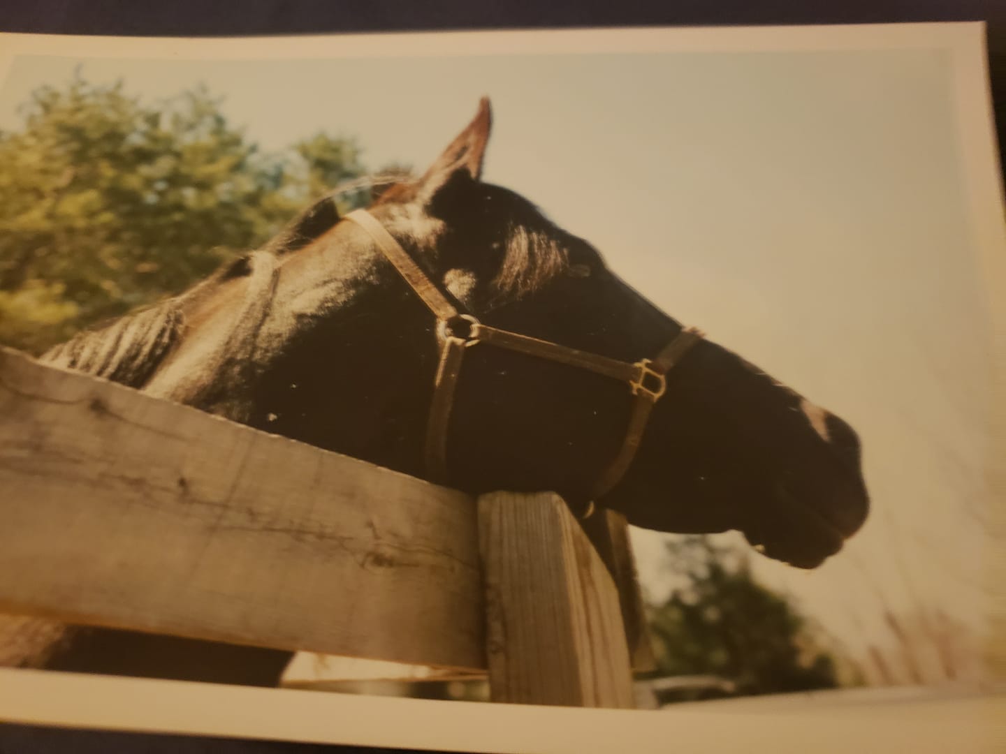 Cross Border Equine Center Inc 396 Parker Hill Rd, Springfield Vermont 05156