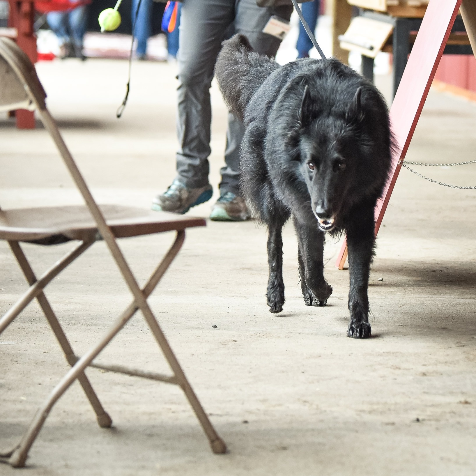 About Face K-9 Academy Lacey