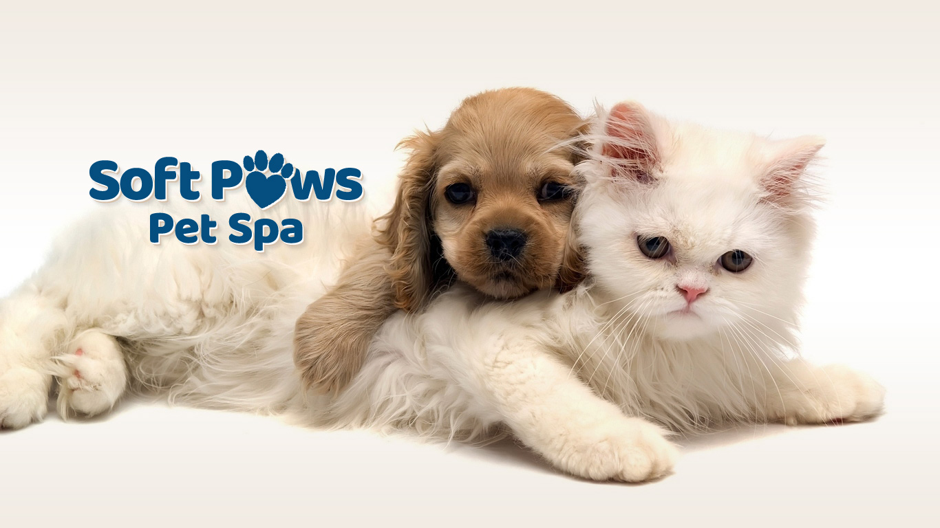 Soft Paws Pet Spa