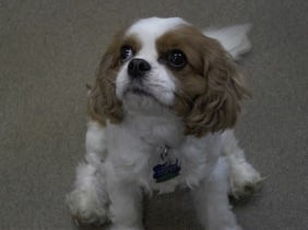 Brookfield Kennels Brookfield