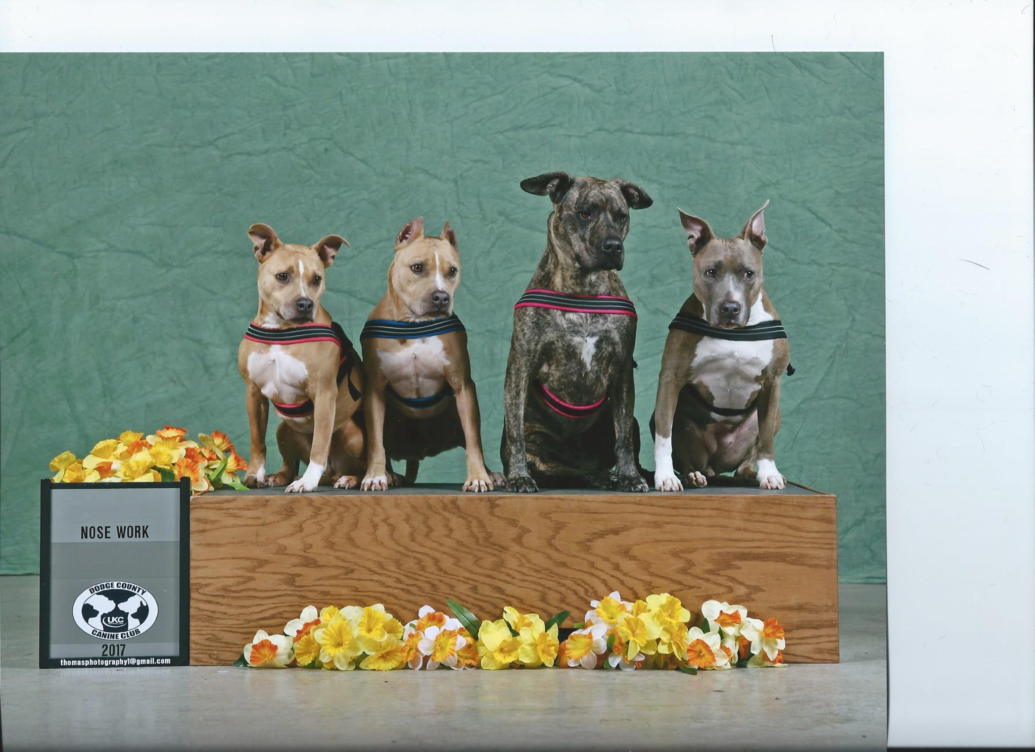 Dog Grooming-Missie Peterman Brookfield