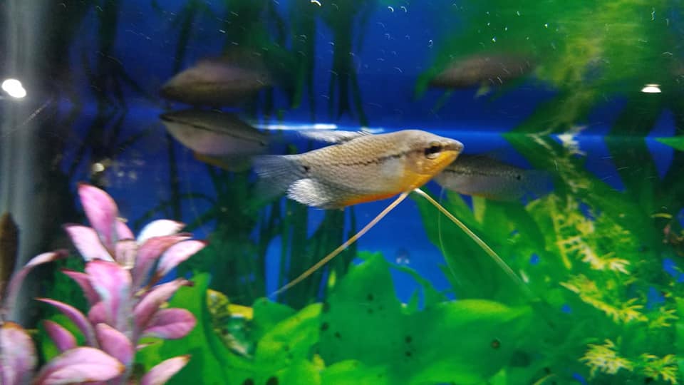 Marineland Pets Bayshore 311 W Silver Spring Dr, Glendale