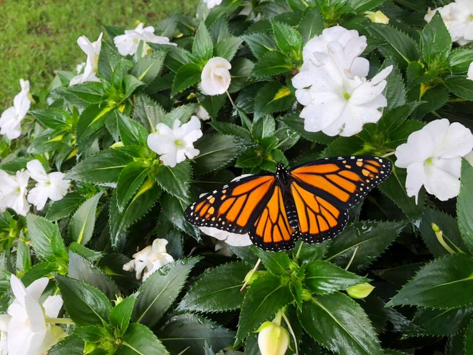 ALBANY GREENHOUSE Mondovi WI Hours, Directions, Reviews Loc8NearMe