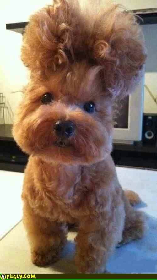 Casual Canine Pet Grooming 3068 E Layton Ave, St Francis